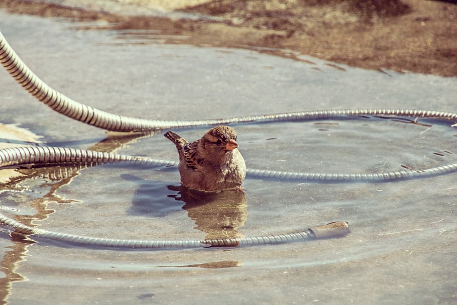 greece, kos, water, sparrow, summer, bath, bird, no people HD wallpaper