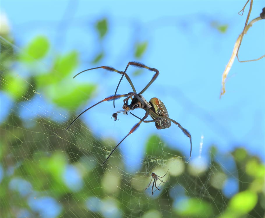 spider, spiderweb, cobweb, insect, arachnid, animal wildlife HD wallpaper