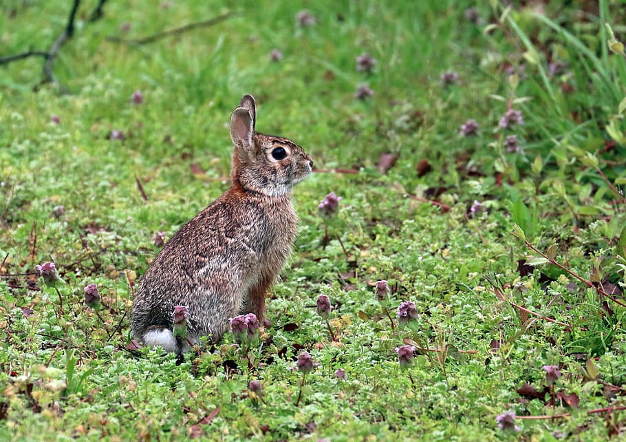 bunny, rabbit, outdoors, grass, nature, animal, wildlife, arkansas, HD wallpaper