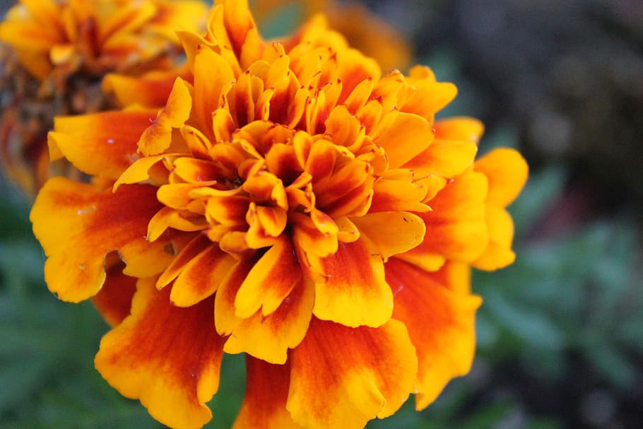 Close-Up Photography of Marigold Flower, beautiful, bloom, blooming HD wallpaper