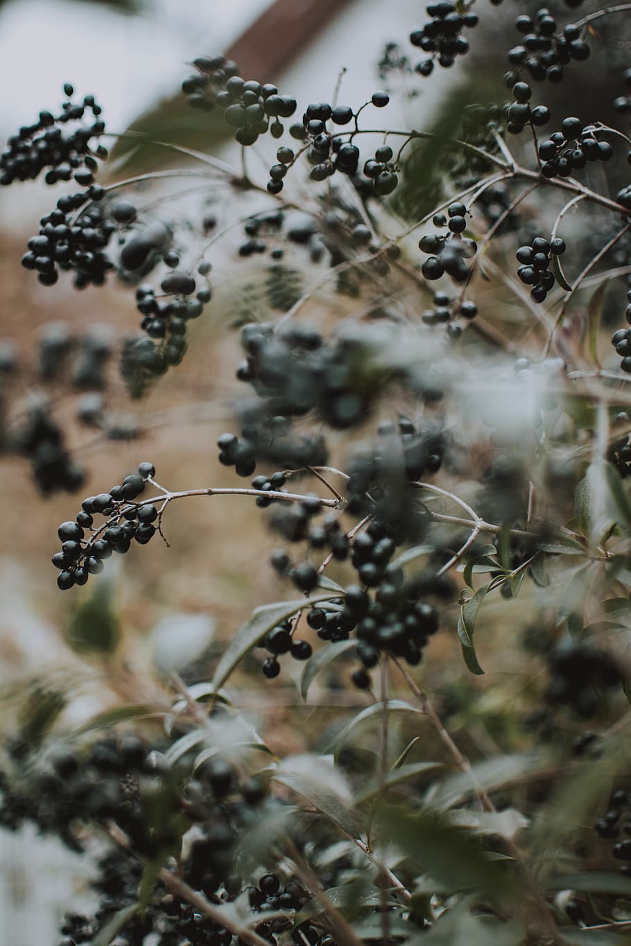 Blueberry Tree, berries, branch, food, fruit, selective focus HD wallpaper