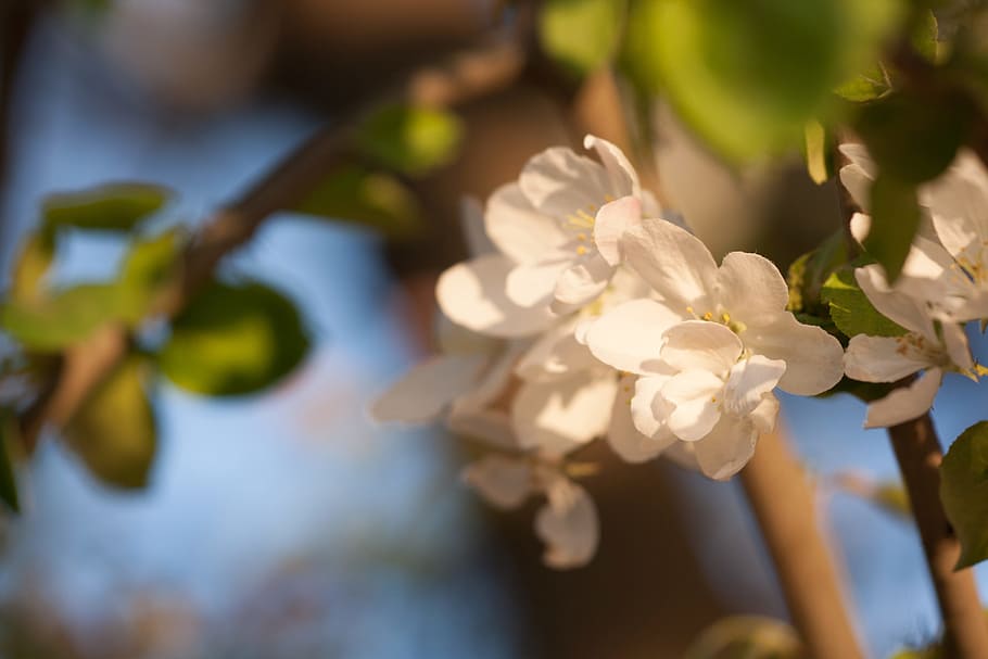 spring, flower, flowers, background, focus, closeup, outdoor HD wallpaper