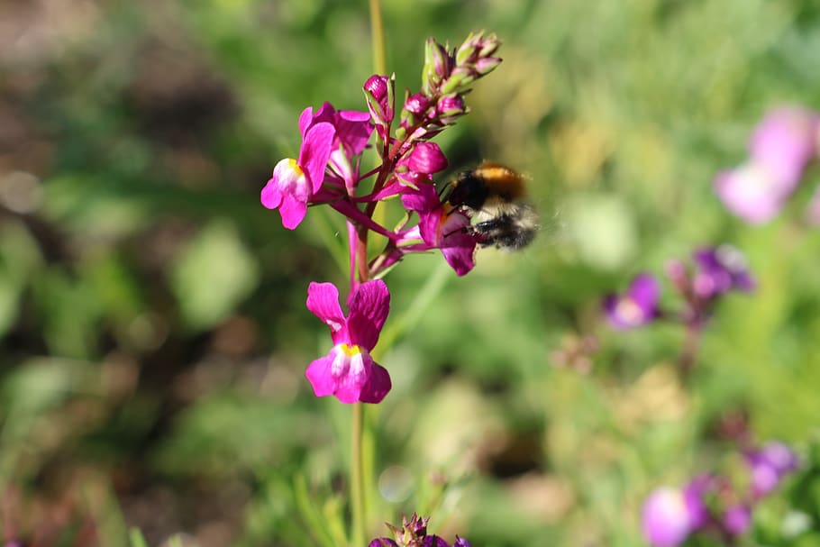 flower, bee, sun, plant, nectar, flowering plant, fragility HD wallpaper