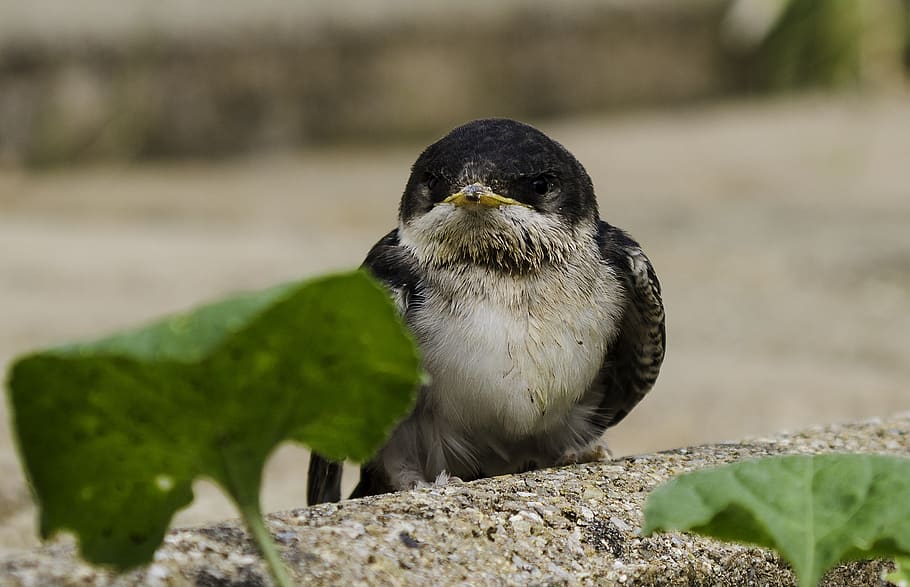 schwalbe, bird, nature, bill, martin, sit, animal world, summer HD wallpaper