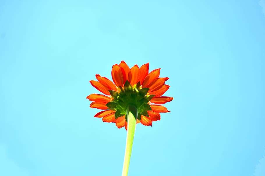Orange Sunflower in Bloom Low-angle Photography, blossom, blue HD wallpaper