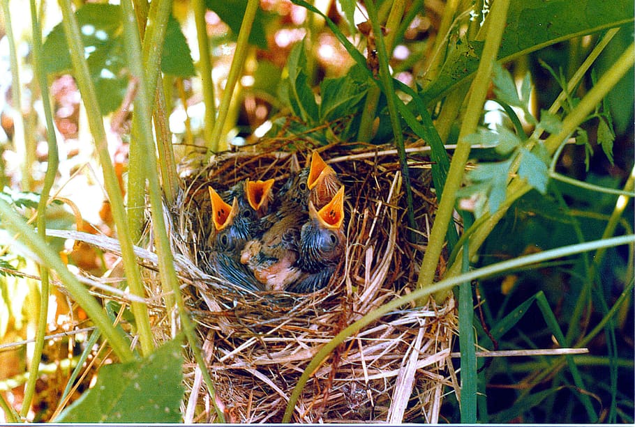 chicks, jack, hunger, beak, bird, feathered race, summer, animal themes HD wallpaper