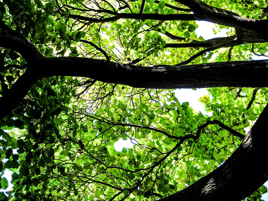 tree, plant, growth, low angle view, green color, no people HD wallpaper