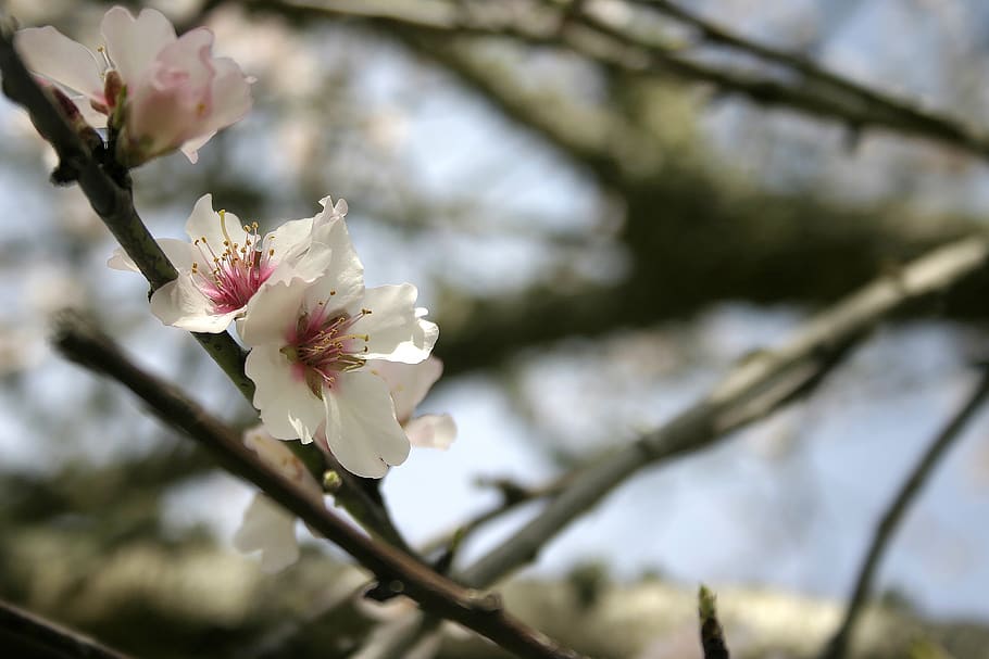 flower, branch, flowers, spring, tree, nature, plant, garden HD wallpaper
