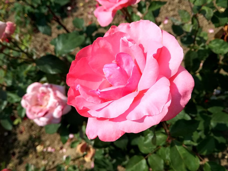 pink, rose, nature, blossom, romantic, petal, garden, flowering plant HD wallpaper