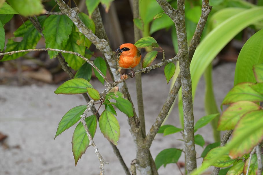 seychelles, bird, bright, orange, tropical, animal wildlife HD wallpaper