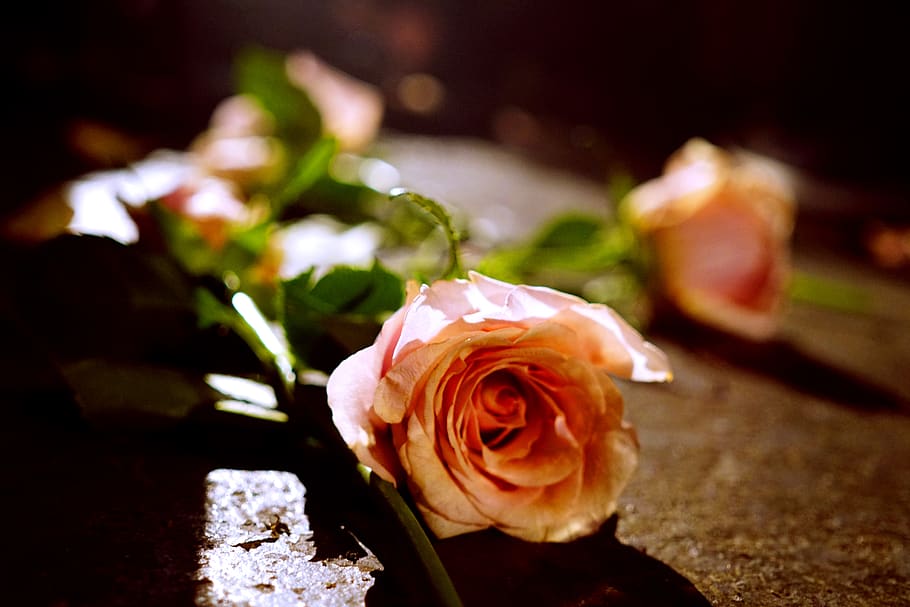 orange rose on brown surface, flower, flowering plant, beauty in nature HD wallpaper