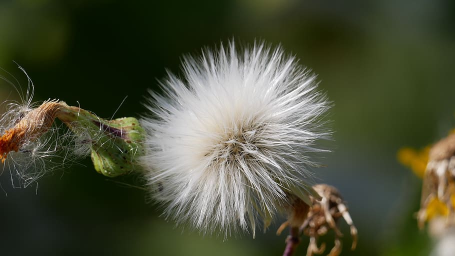 canada, longueuil, saint-hubert, close-up, fragility, vulnerability HD wallpaper