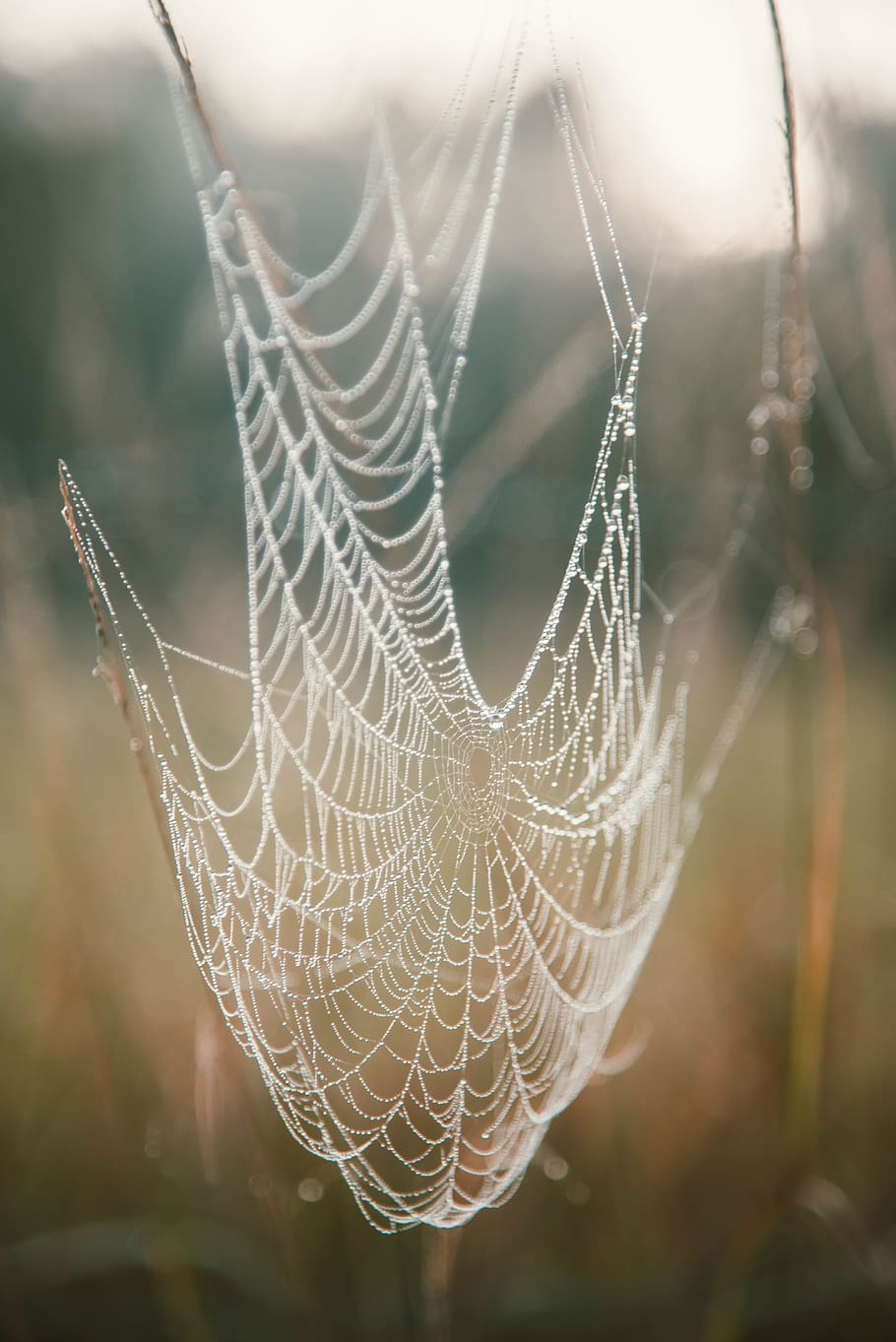 spider web, focus on foreground, fragility, close-up, vulnerability HD wallpaper