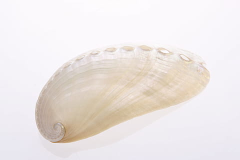 bone, close-up, closeup, coast, coastline, cockle-shell, conch HD wallpaper
