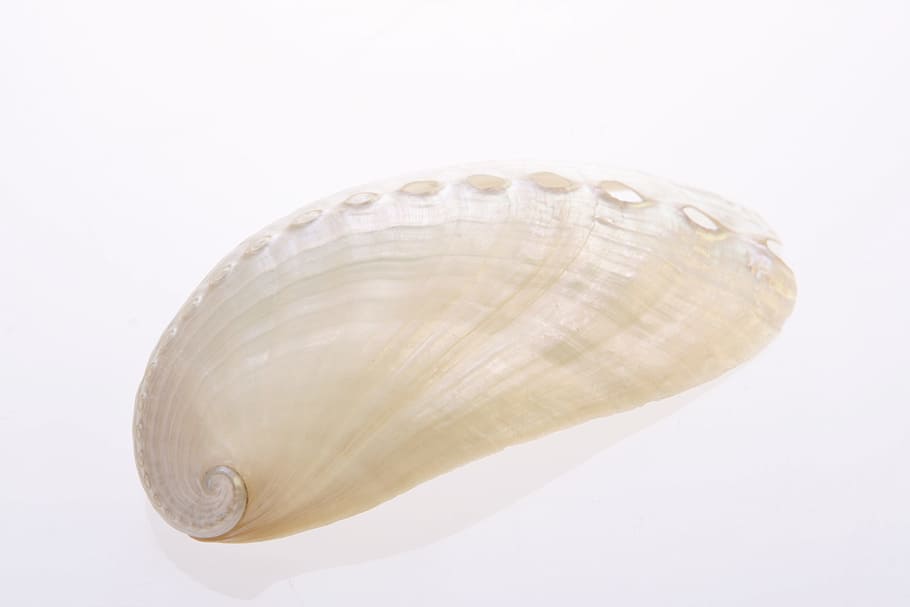 bone, close-up, closeup, coast, coastline, cockle-shell, conch HD wallpaper