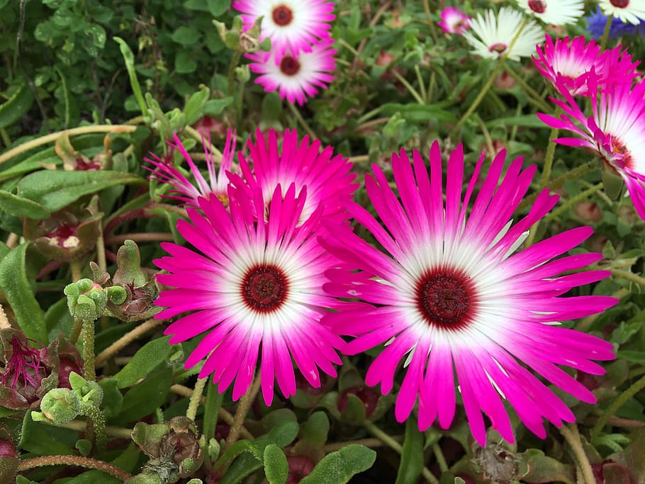 flower, purple, white, flowering plant, freshness, beauty in nature HD wallpaper