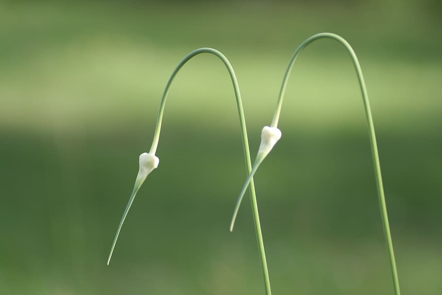 stalk, green, grass, two, twin, together, no people, close-up HD wallpaper