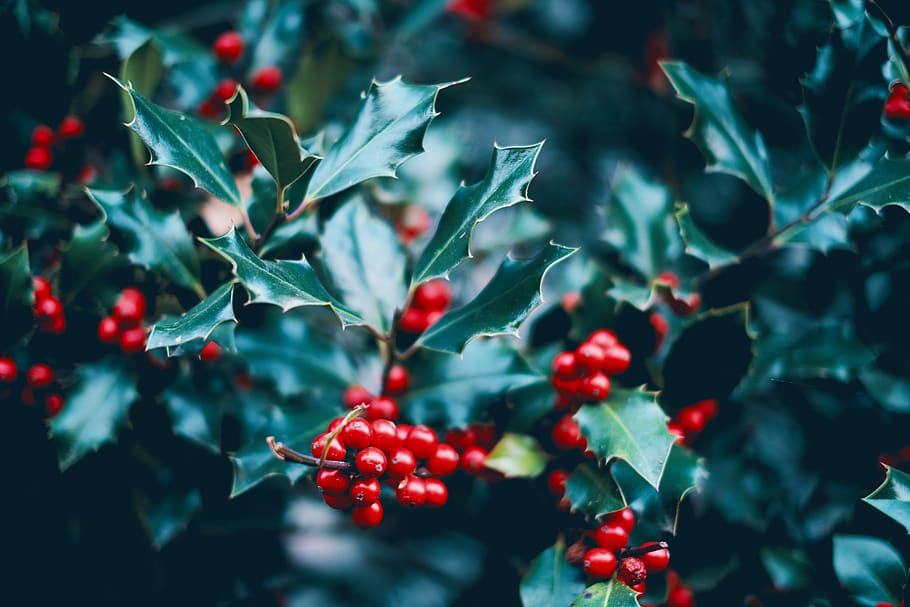 red cherries, plant, food, fruit, cherry, black forest, germany HD wallpaper