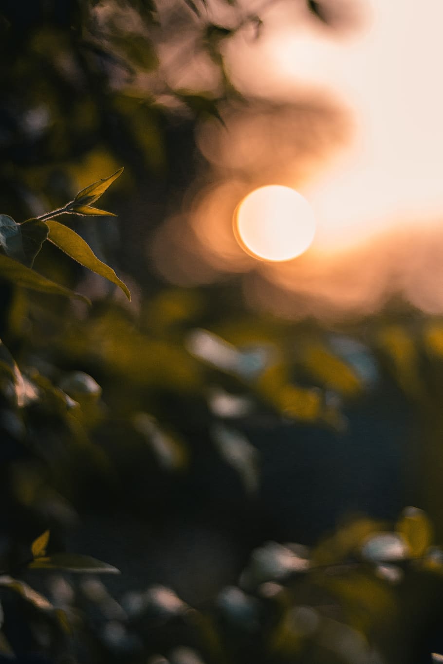leave and bokeh light, plant, leaf, flare, vintage, warm, autumn HD wallpaper