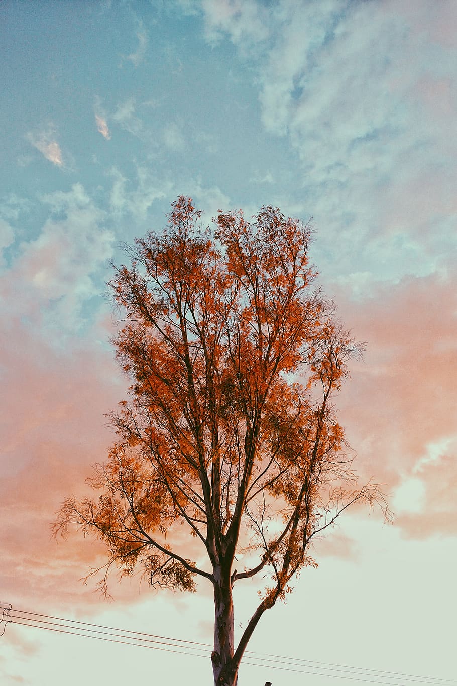 sky, tree, cloud - sky, plant, bare tree, beauty in nature HD wallpaper