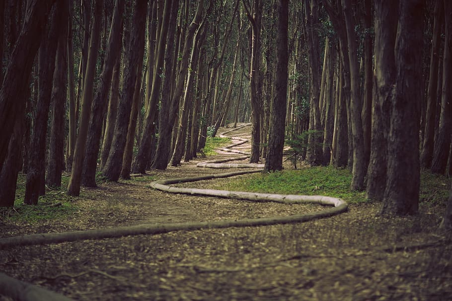tree, nature, forest, path, plant, wood, sunlight, morning HD wallpaper