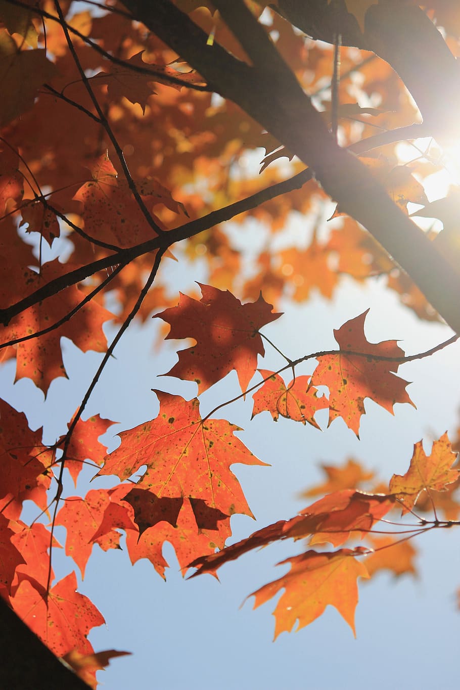 Maple tree, autumn, leaf, change, plant part, orange color, maple leaf HD wallpaper