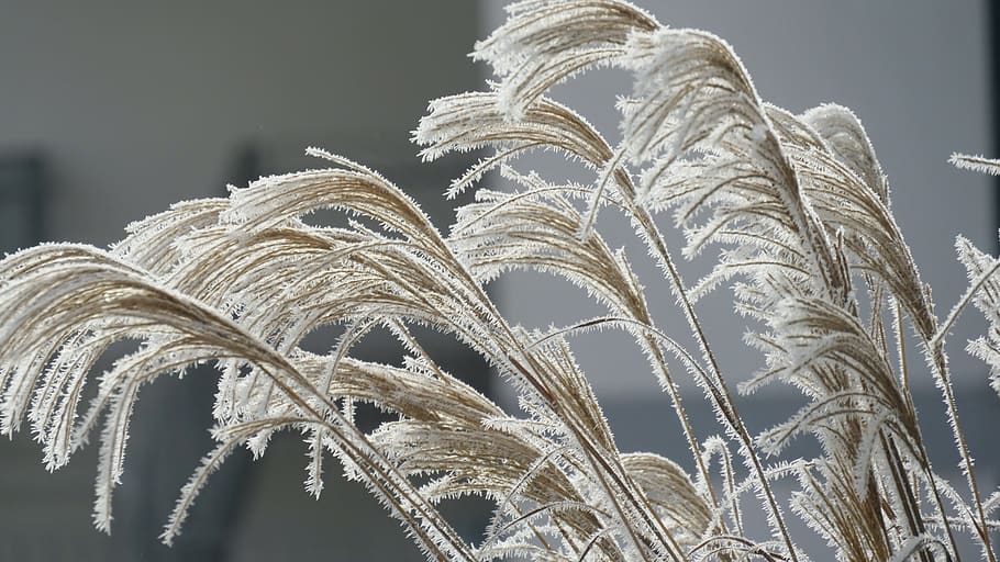 winter, dew, ripe, atmosphere, mood, cold, grasses, morning HD wallpaper