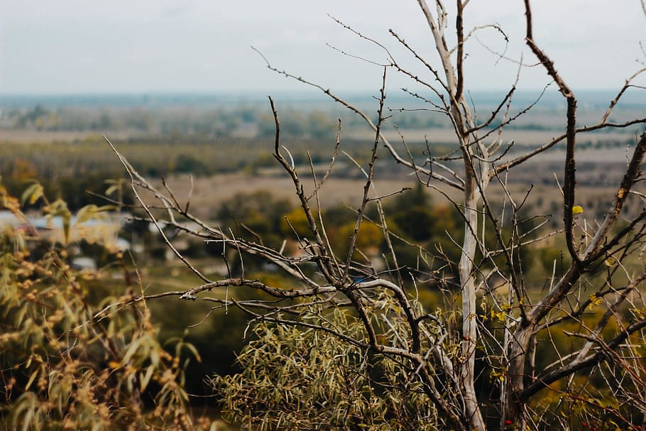 withered twig, plant, focus on foreground, nature, tranquility HD wallpaper