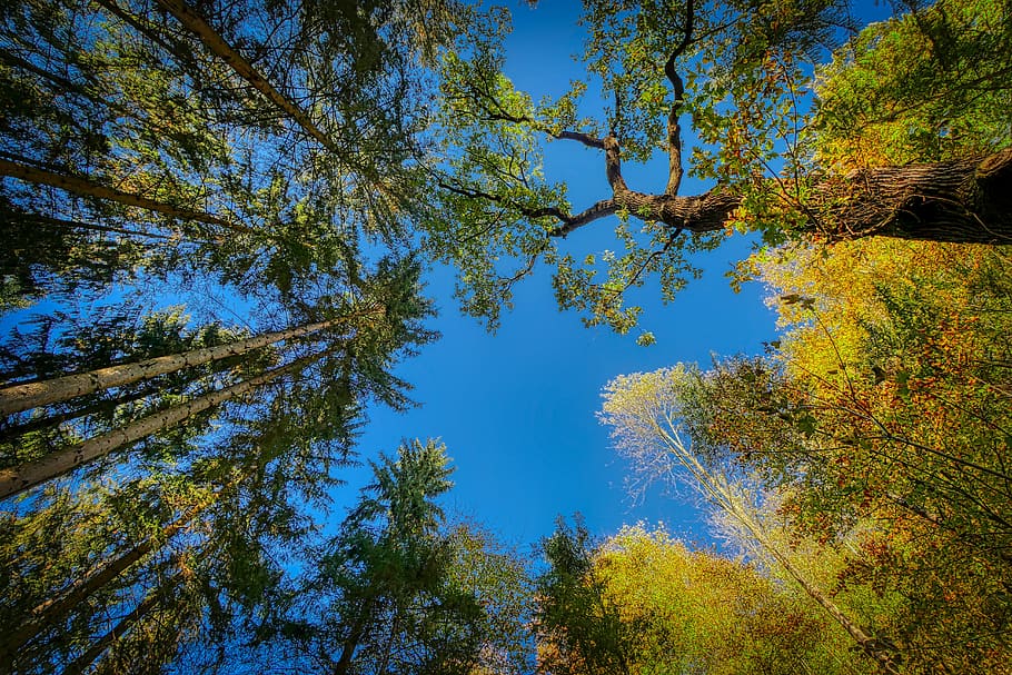 forest, nature, trees, landscape, mood, leaves, green, fall foliage HD wallpaper