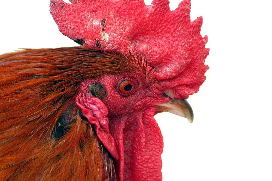 cock, white background, head, bird, beak, crest, eye, feathered race HD wallpaper