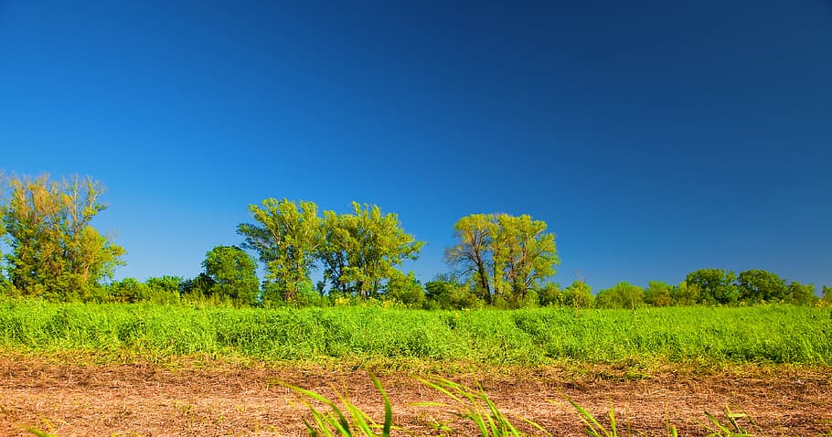 summer, scene, landscape, trees, sky, wood, photo, rural, nature HD wallpaper