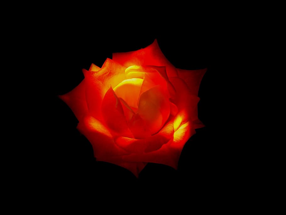 rose, red rose, yellow rose, orange rose, flower, black, plant HD wallpaper
