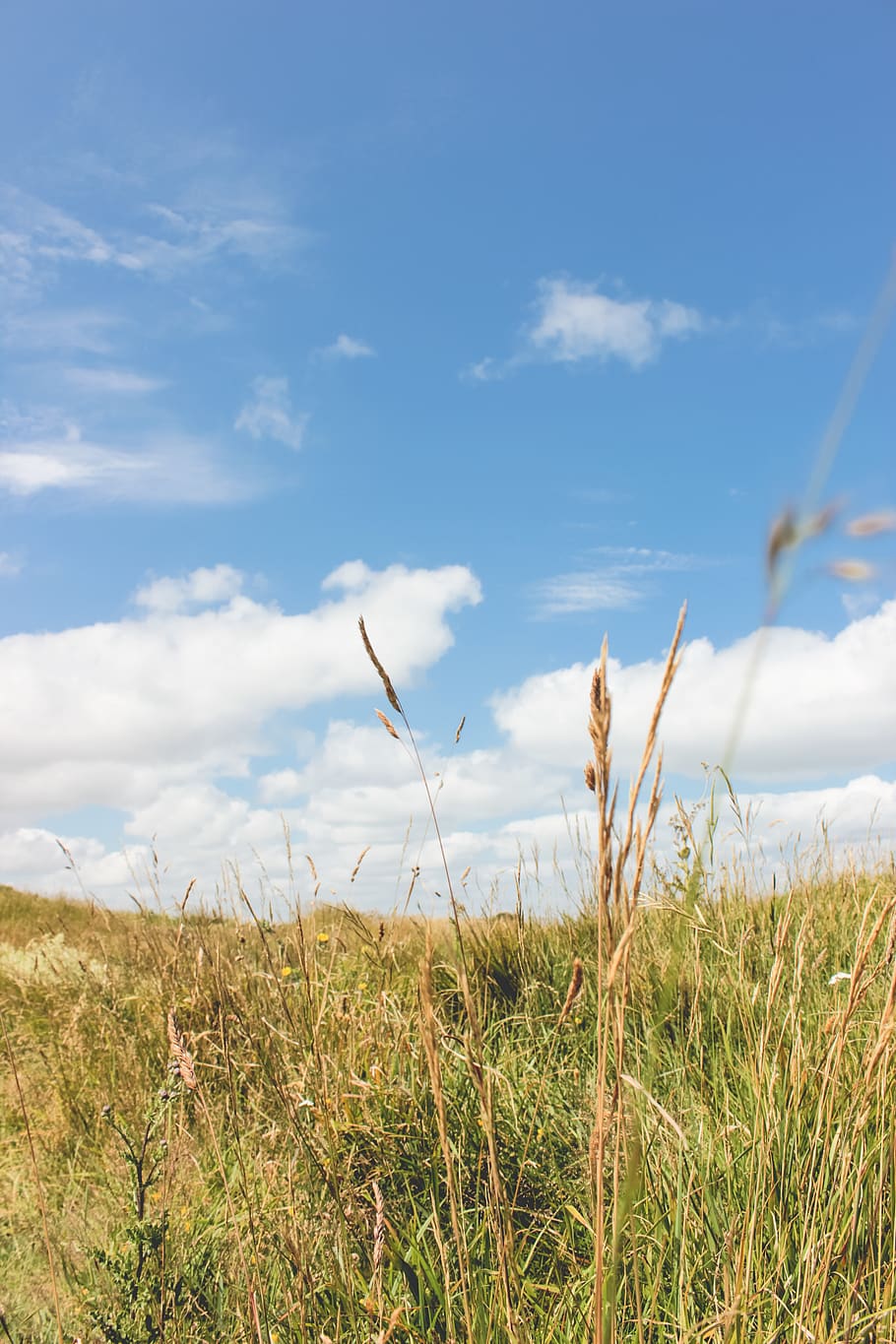 plant, sky, field, land, cloud - sky, beauty in nature, tranquility HD wallpaper