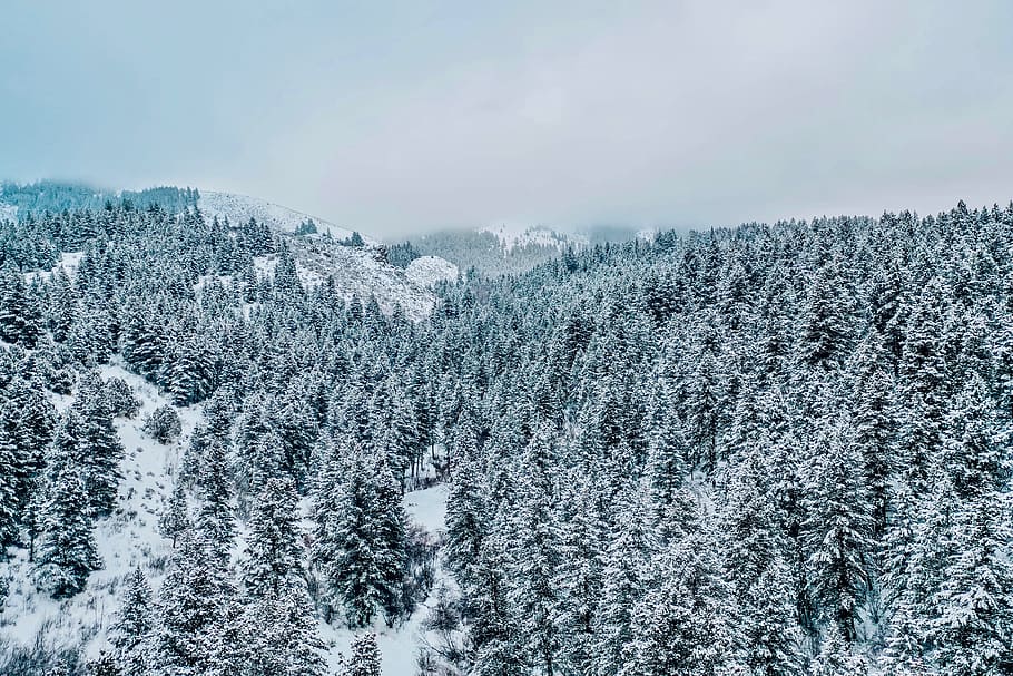 gray pine trees covered with snow during daytime, fir, plant HD wallpaper