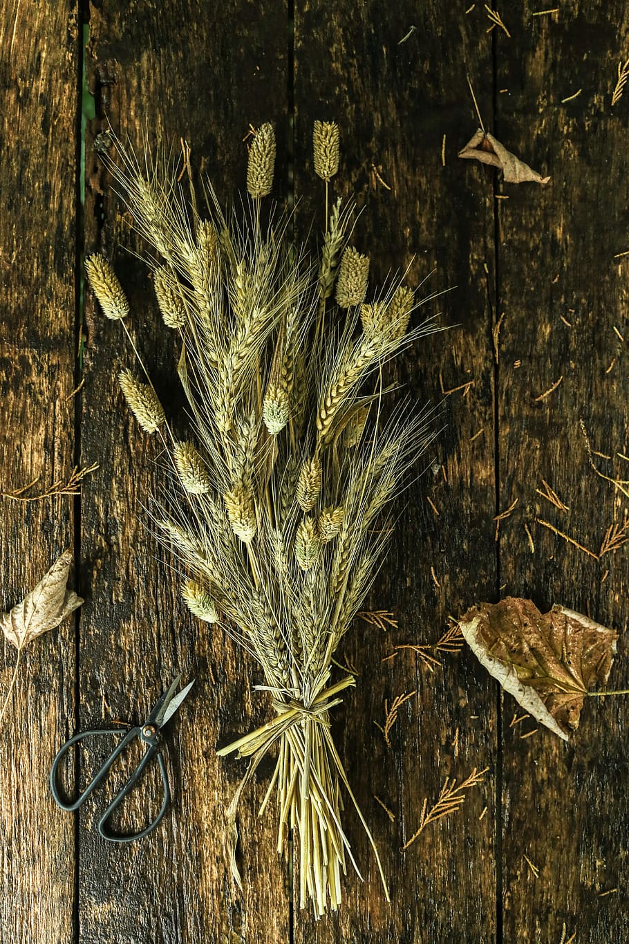 Bundle of Wheat on Brown Wooden Surface Near Scissors, art materials HD wallpaper