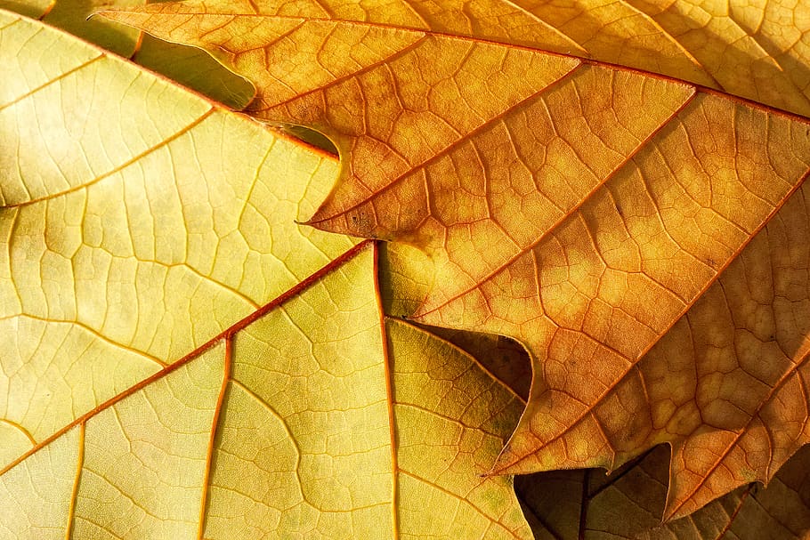 china, beijing, leaf vein, plant part, autumn, backgrounds HD wallpaper