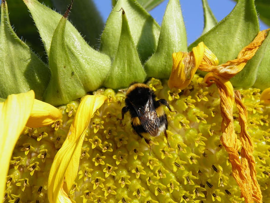 bittern, sunflower, insects, flowers, summer, animals in the wild HD wallpaper