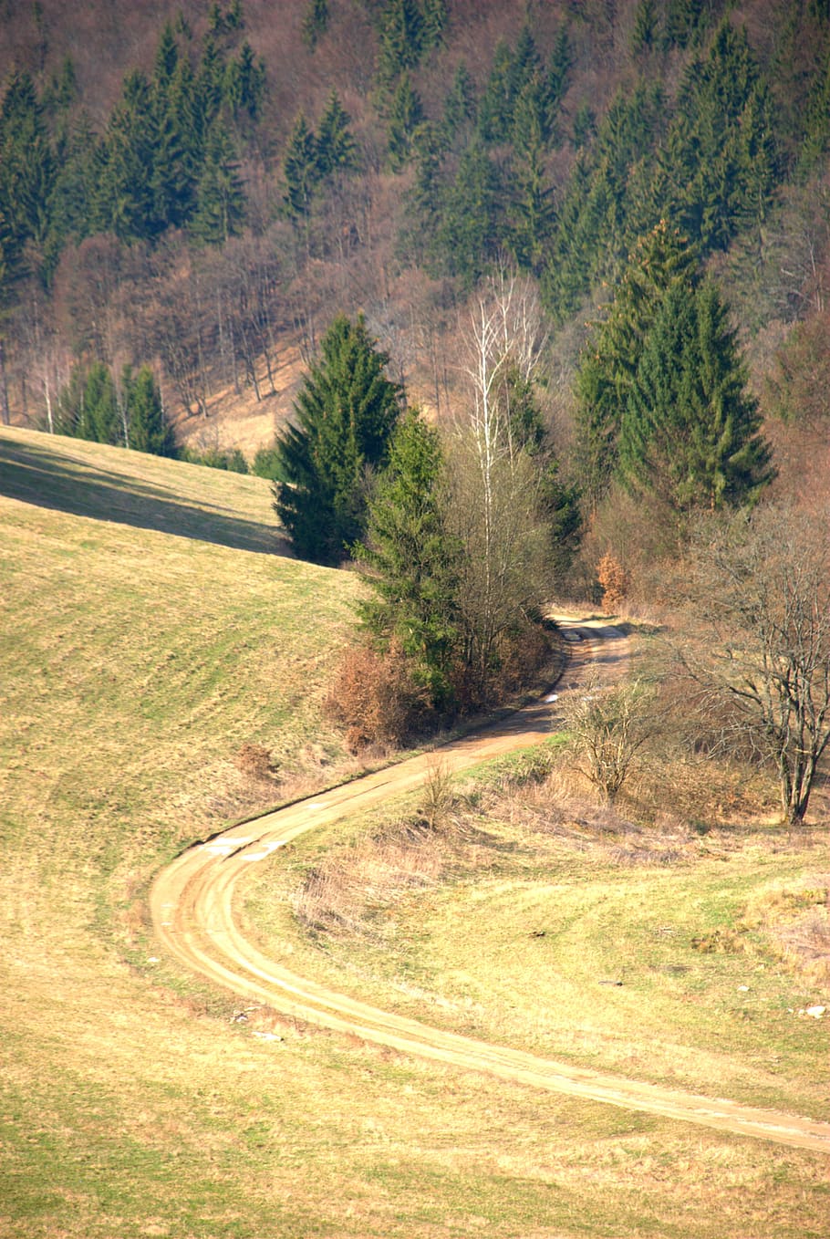 nature, trees, forest, autumn, plant, transportation, road HD wallpaper
