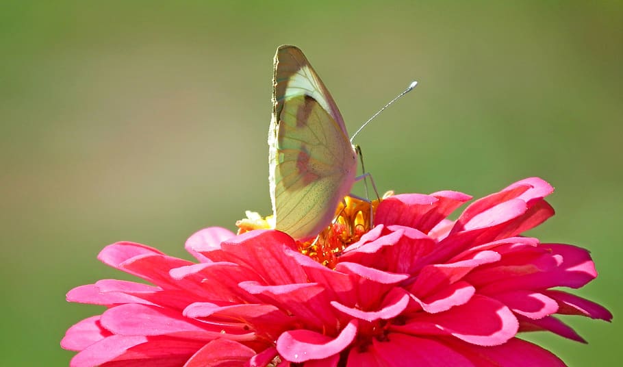 butterfly, insect, nature, macro, wings, summer, flower, flowering plant HD wallpaper