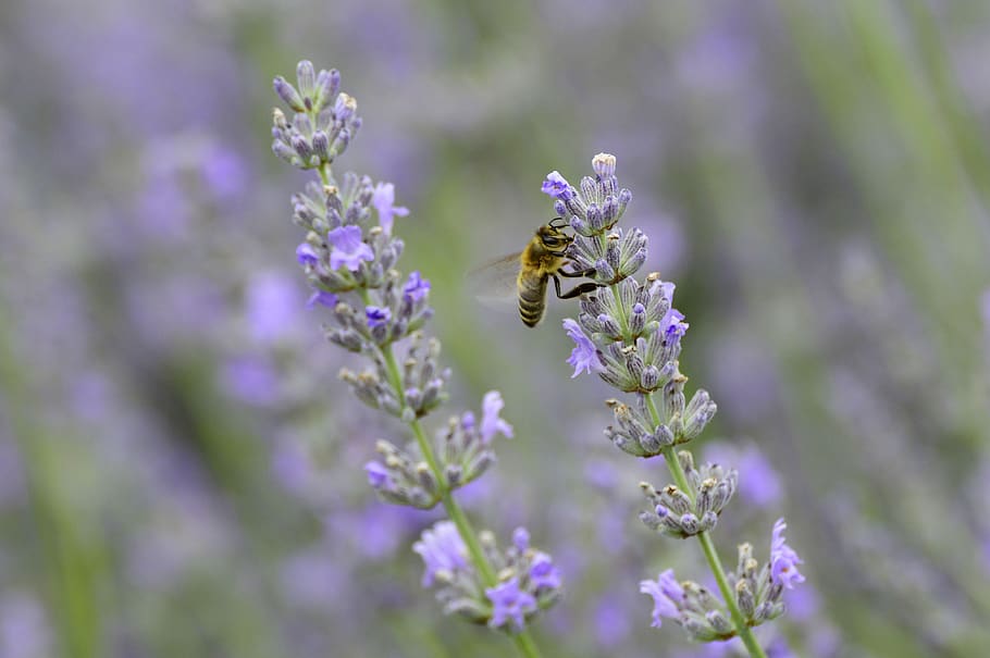 lavender, flower, bee, insect, nature, blossom, bloom, purple HD wallpaper