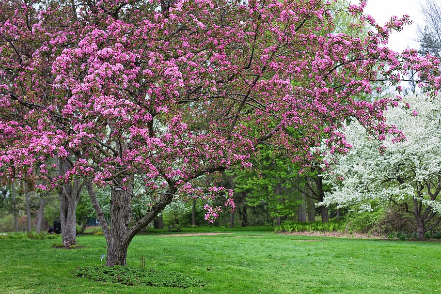 spring, background, backdrop, spring background, spring backgrounds HD wallpaper