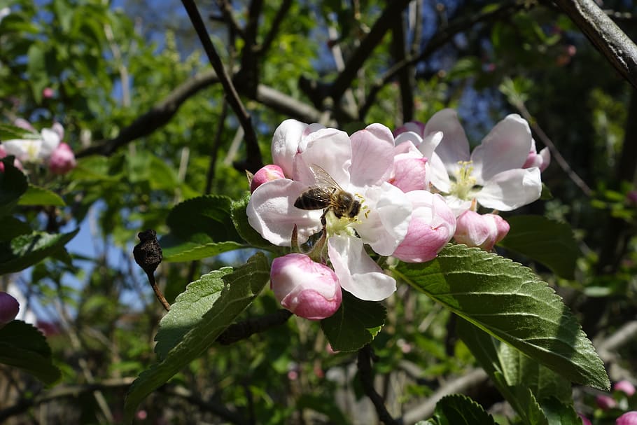 Spring fruit