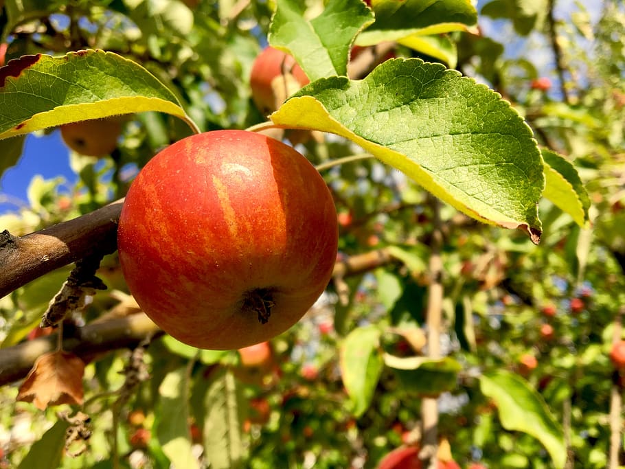 apple, apple tree, fruit, pome fruit, autumn, red, vitamins HD wallpaper