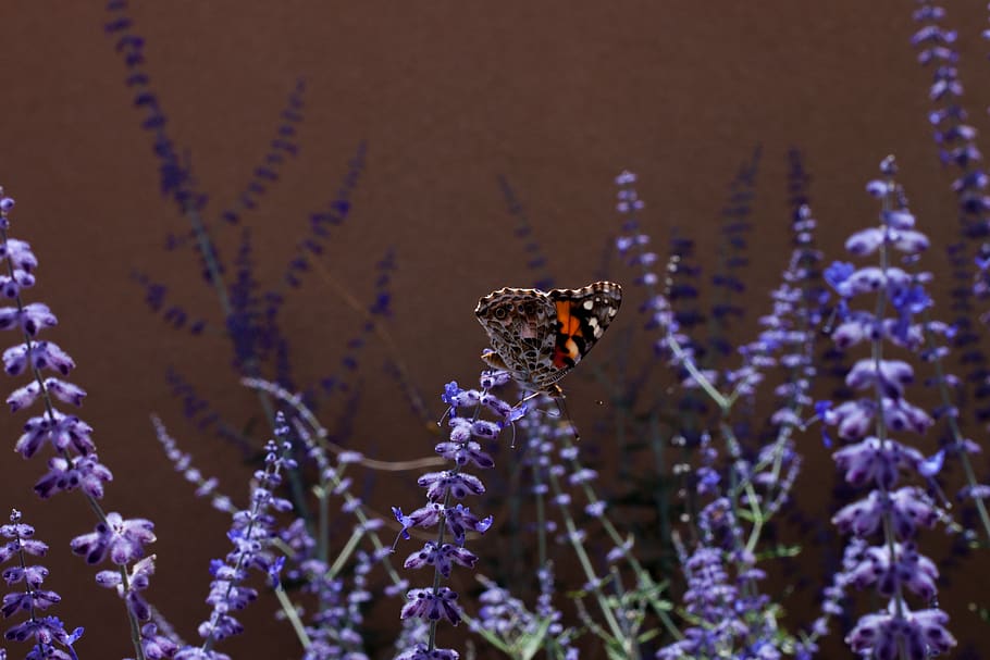 butterfly, invertebrate, insect, animal themes, animals in the wild HD wallpaper