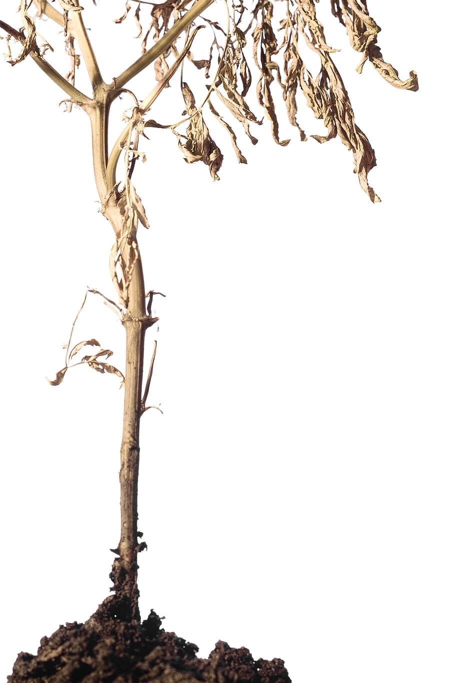Old, ground, Plant, white, isolated, tree, sky, branch, nature HD wallpaper