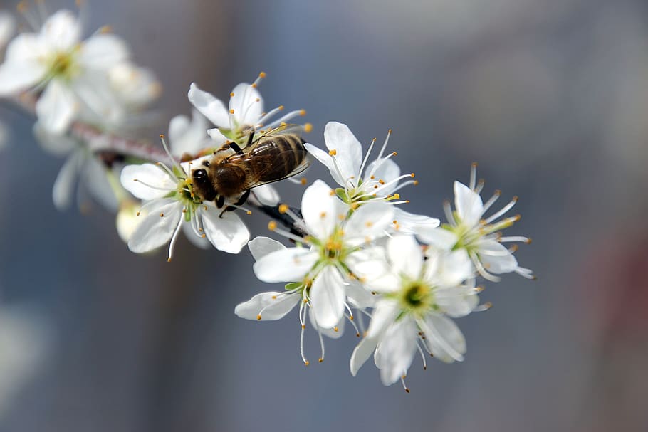 spring, bee, honey, flower, blossom, flowering plant, fragility HD wallpaper
