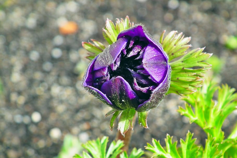anemone, flower, spring, garden, jaskrowate, blossomed, beautiful HD wallpaper