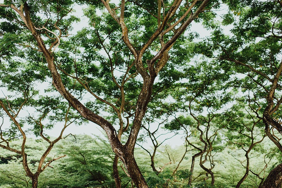 tree, plant, growth, beauty in nature, low angle view, branch HD wallpaper