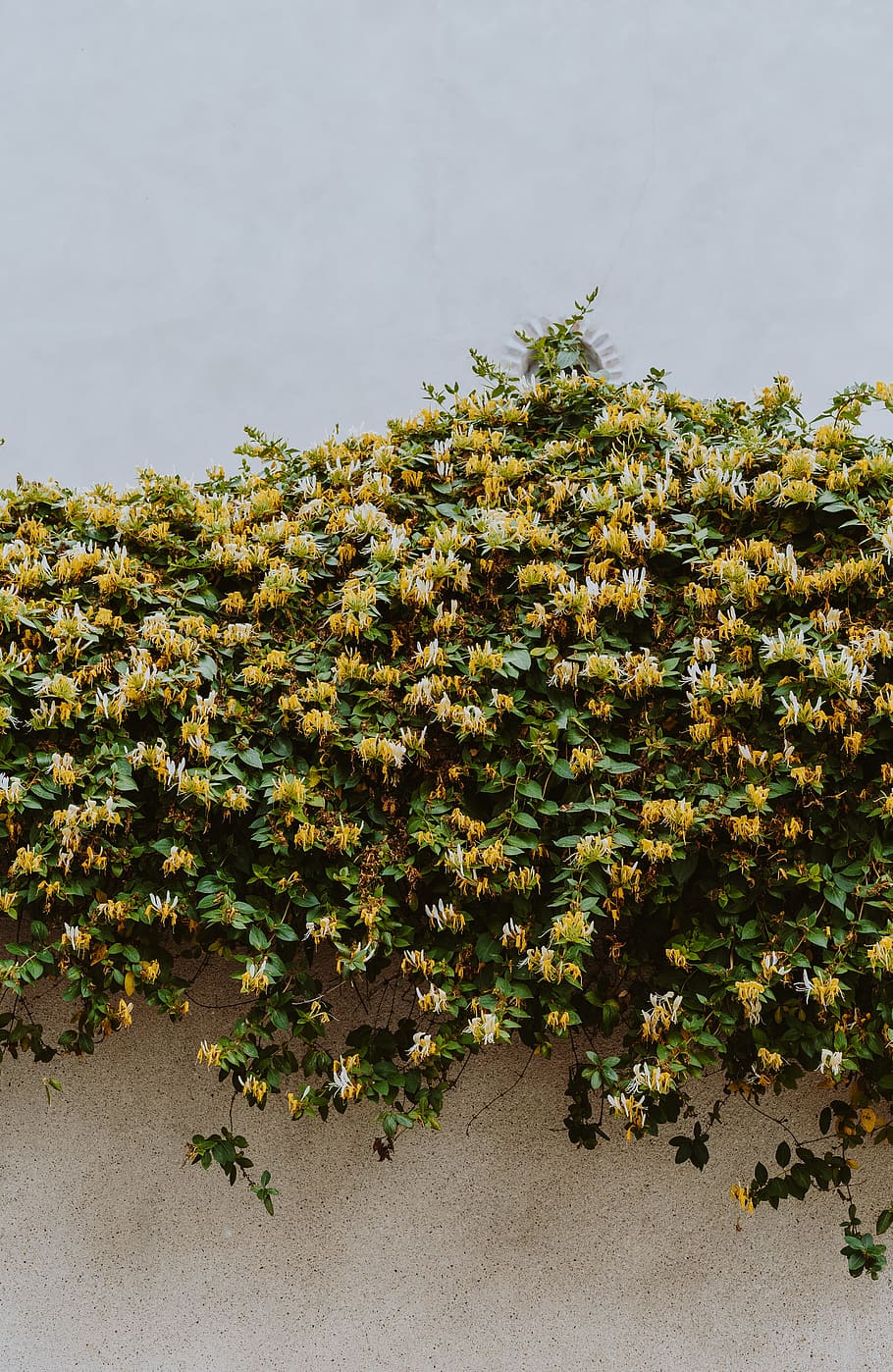 person taking photo of yellow flowers on wall, petal, botany HD wallpaper