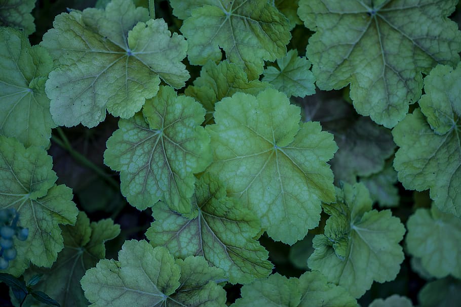leaf, plant, veins, green, leaves, garden, summer, nature, jar HD wallpaper